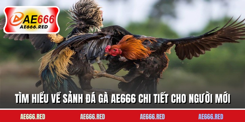 Tìm hiểu về sảnh đá gà AE666 chi tiết cho người mới